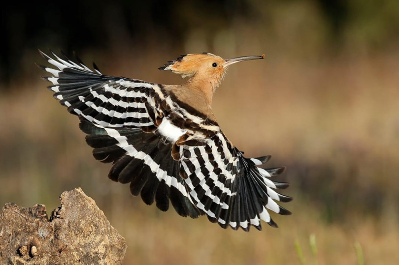 In San Remigio la biodiversità per il fotografo Ilario Zuccolo
